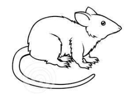 восточный гороскоп 2017 крыса