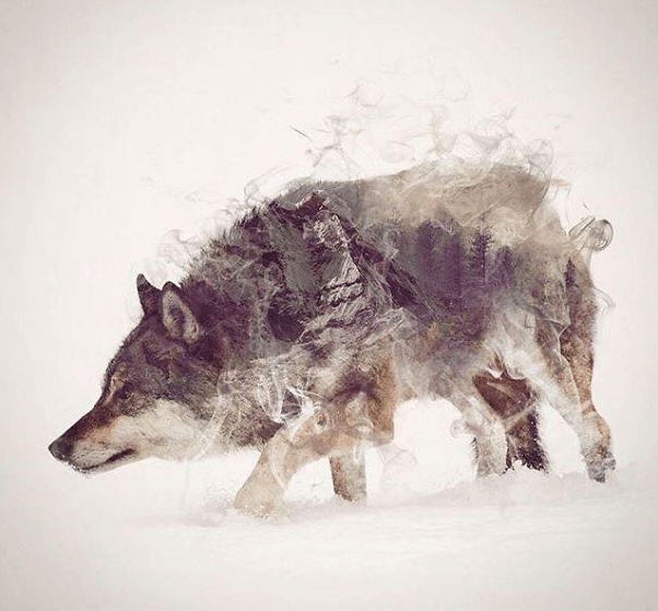 тотемное животное волк